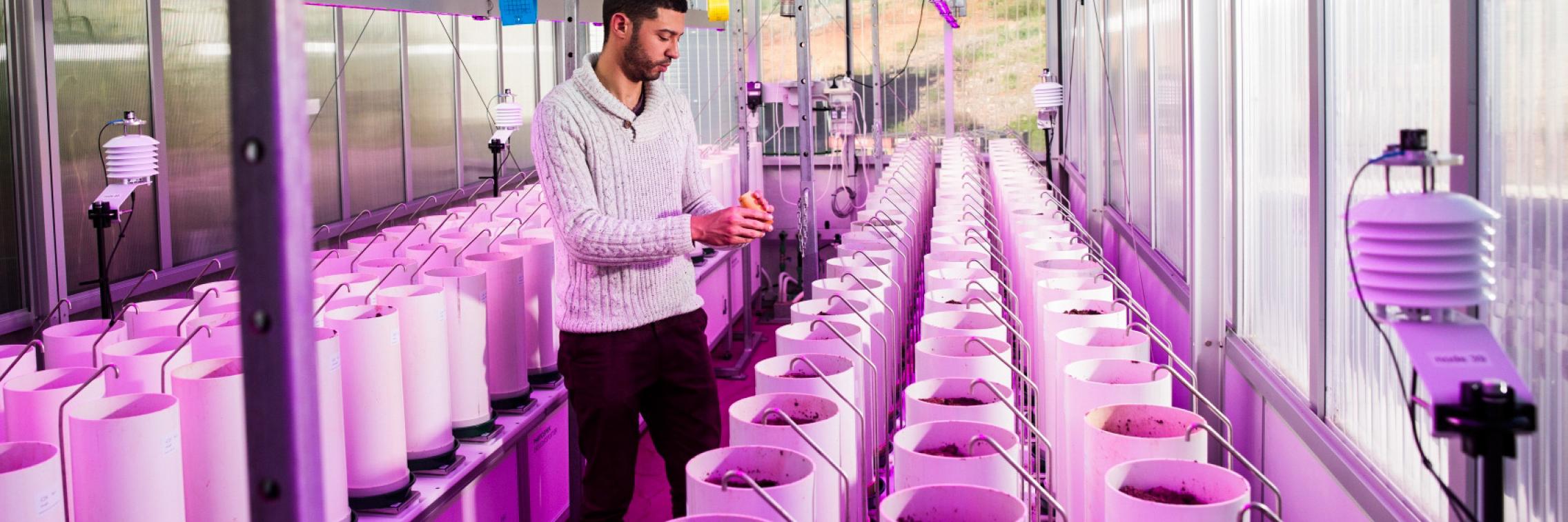 Australian Plant Phenomics Facility Plant Accelerator