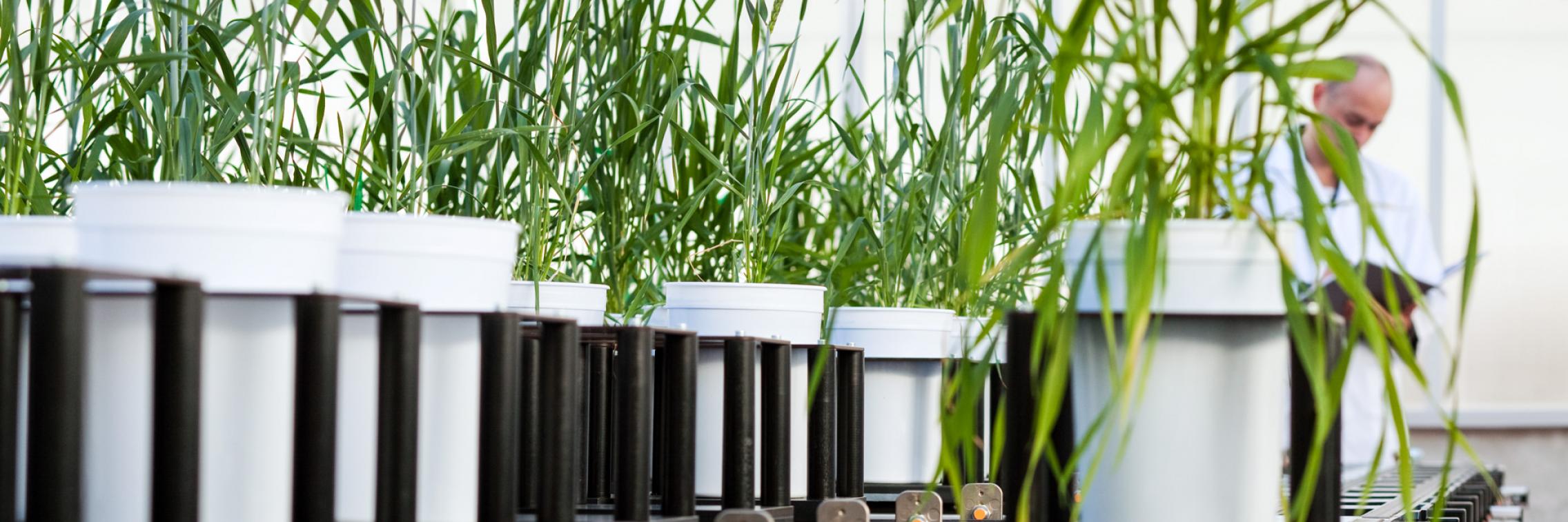 Human epilepsy drugs alter signalling process in stressed plants