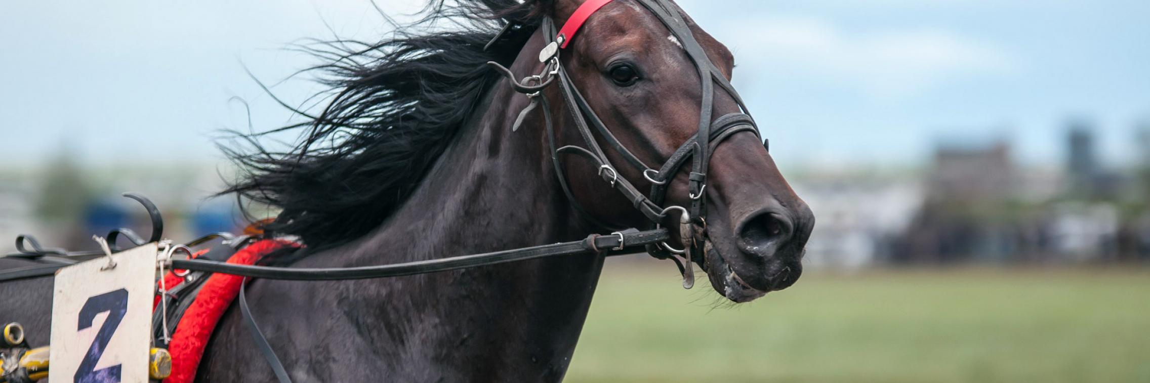 Racehorse image