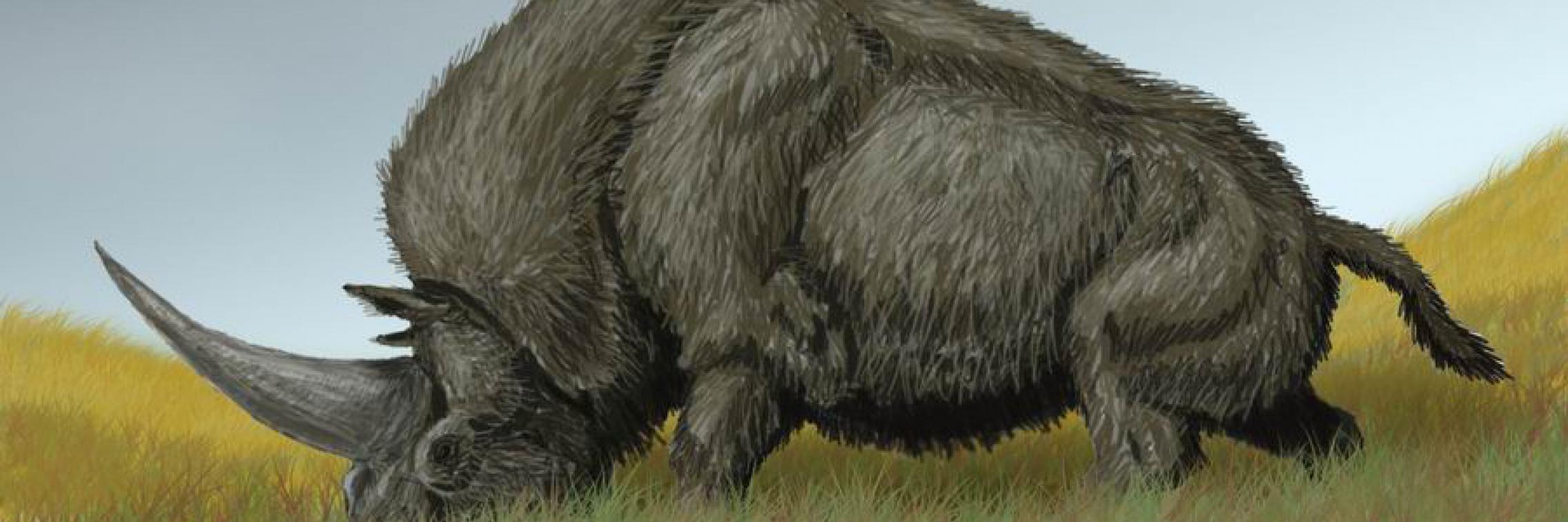 Climate change wiped out the 'Siberian unicorn'