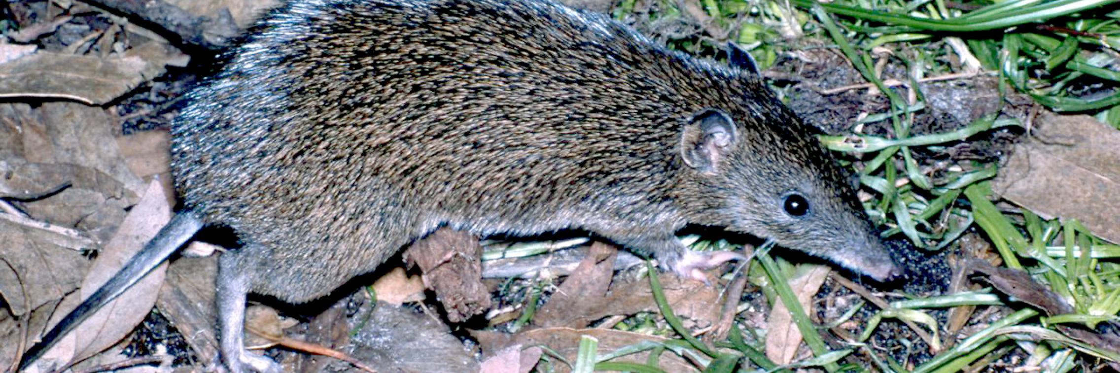 Southern Brown Bandicoot, courtesy Bertram Lobert, Wiki Commons
