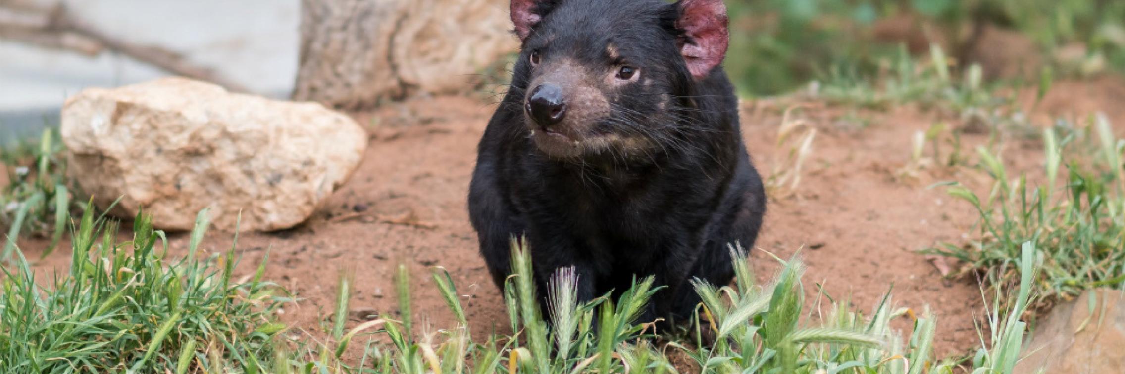 Tassie Devil