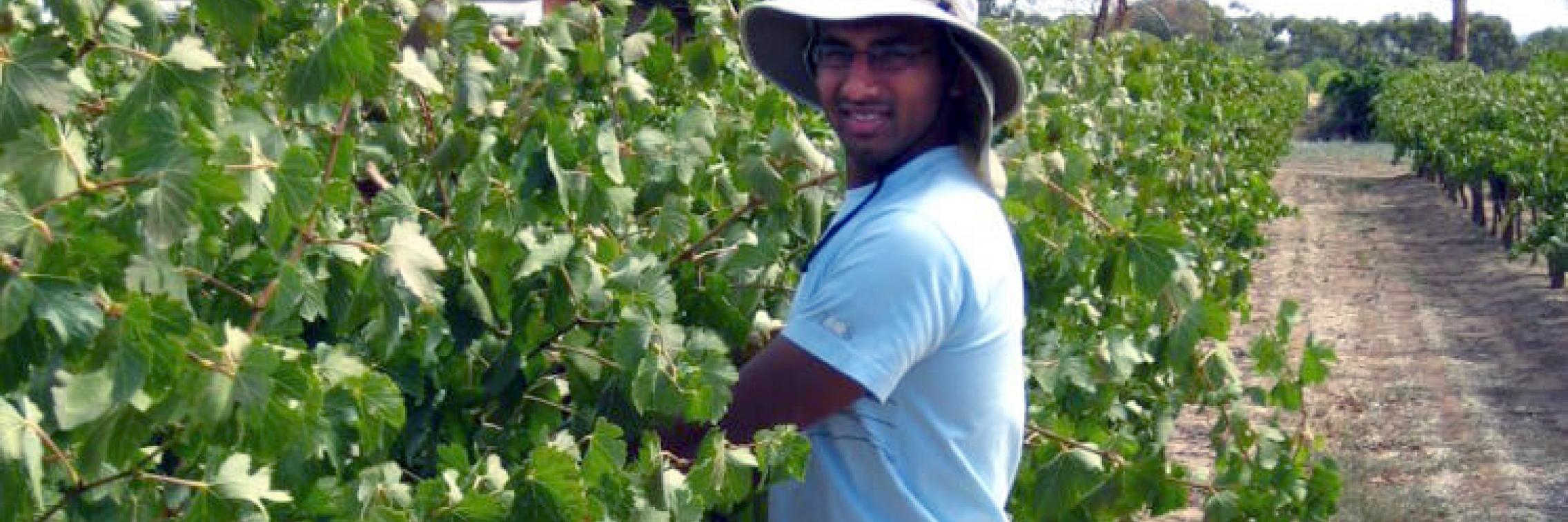 Dr Vinay Pagay, lecturer in viticulture and vineyard engineering