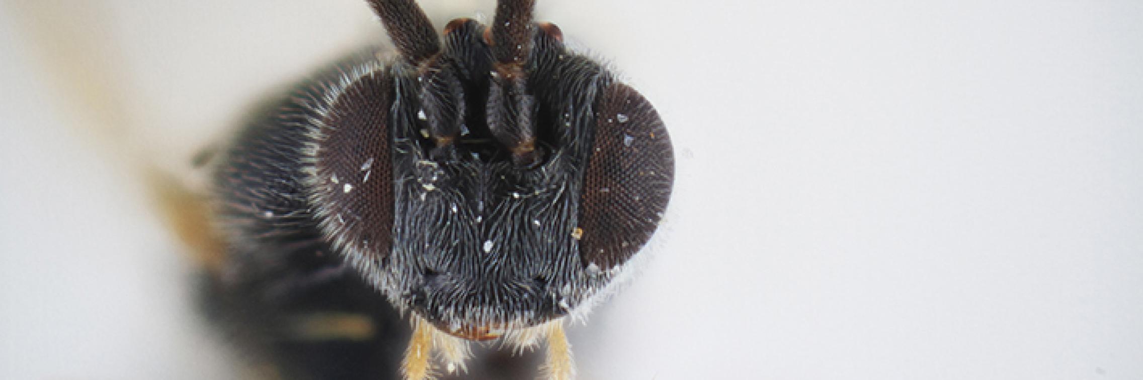 Dolichogenidea xenomorph wasp