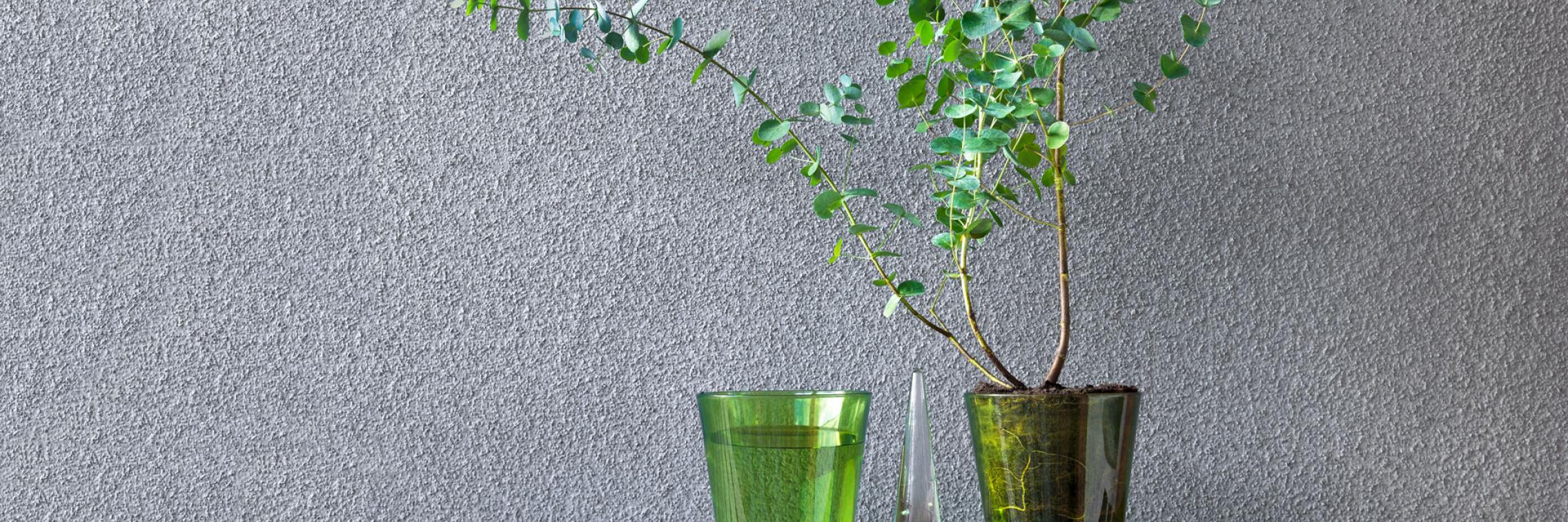 A sample of the Eucalyptus giunnii plant