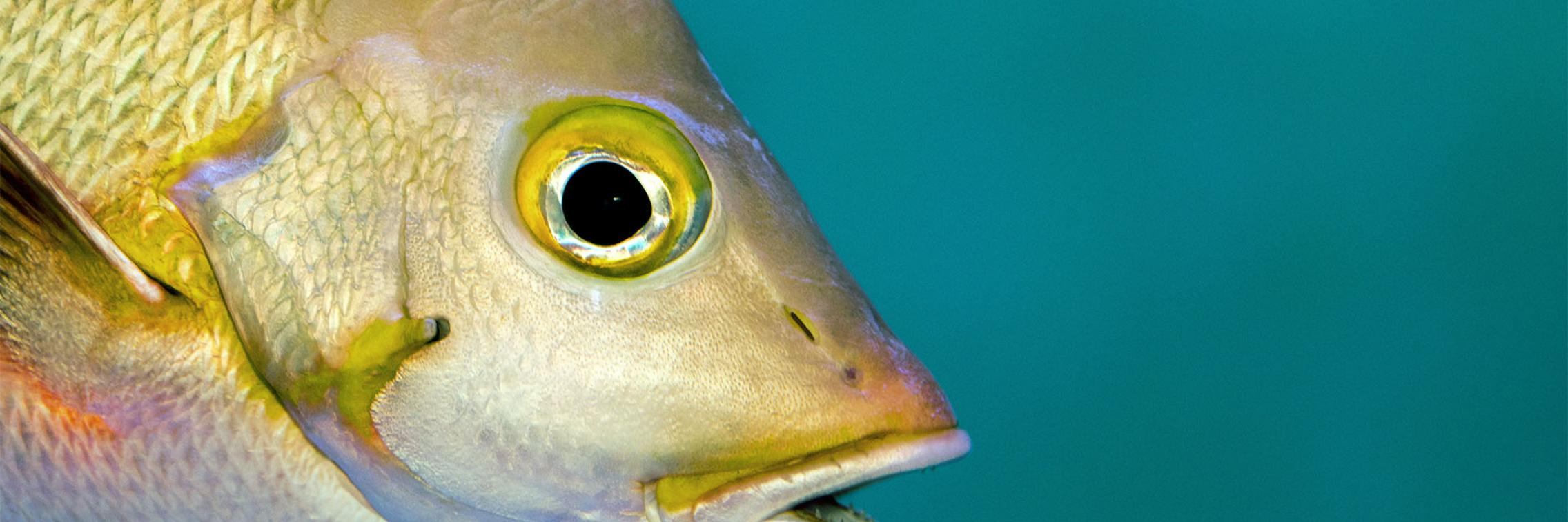 Snapper image