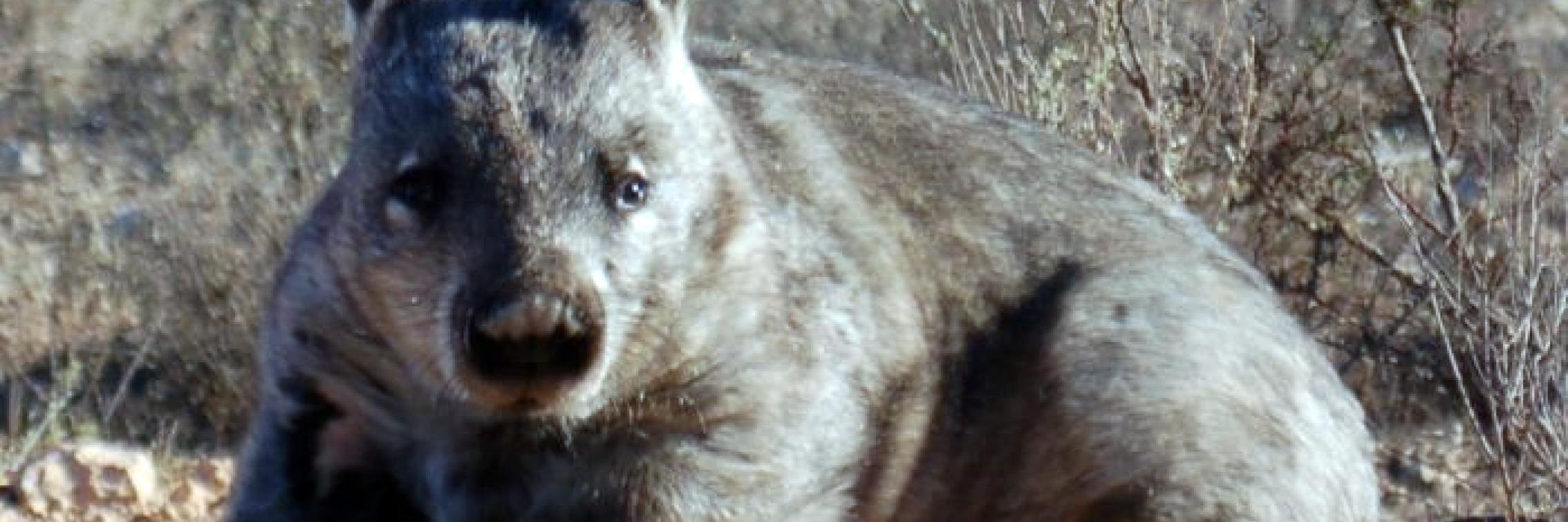 Wombat photo
