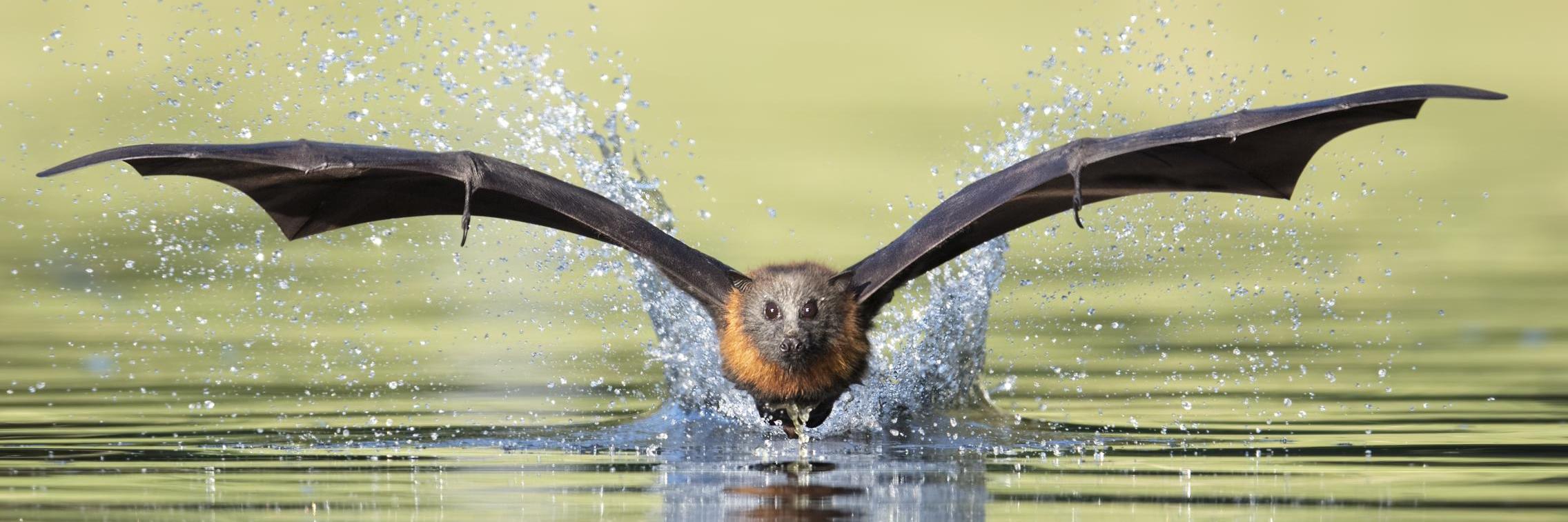 Grey-headed flying fox - Credit: Craig Greer