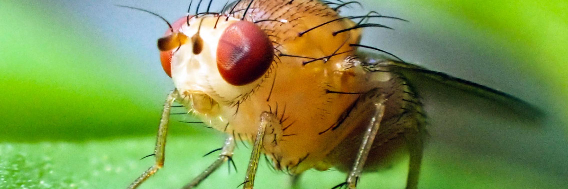 Fly insect investigators - Erinn Fagan-Jeffries