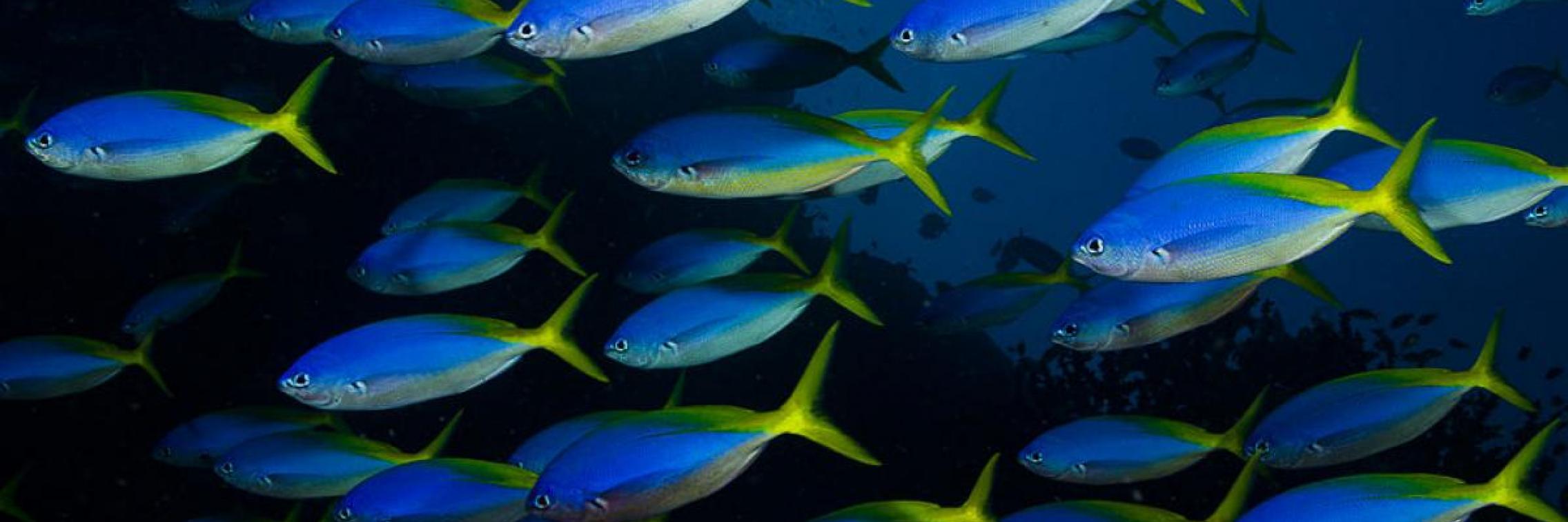 Caesio teres in Fiji by Nick Hobgood. Creative Commons