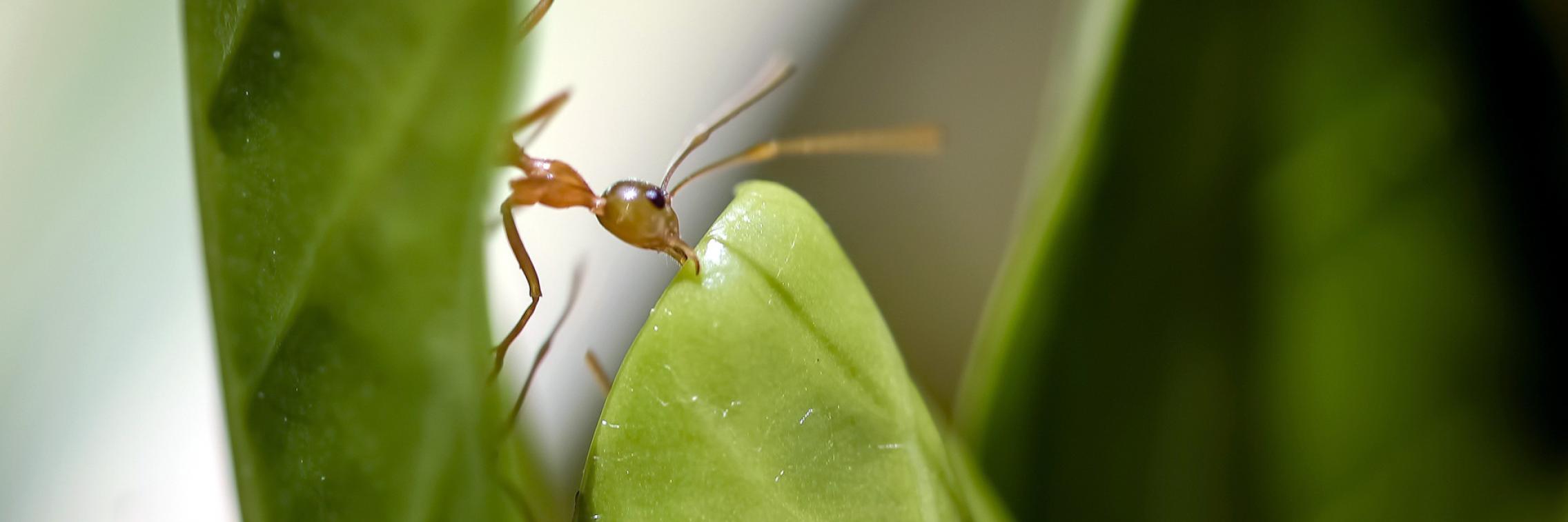 Green ant by Robert Waghorn