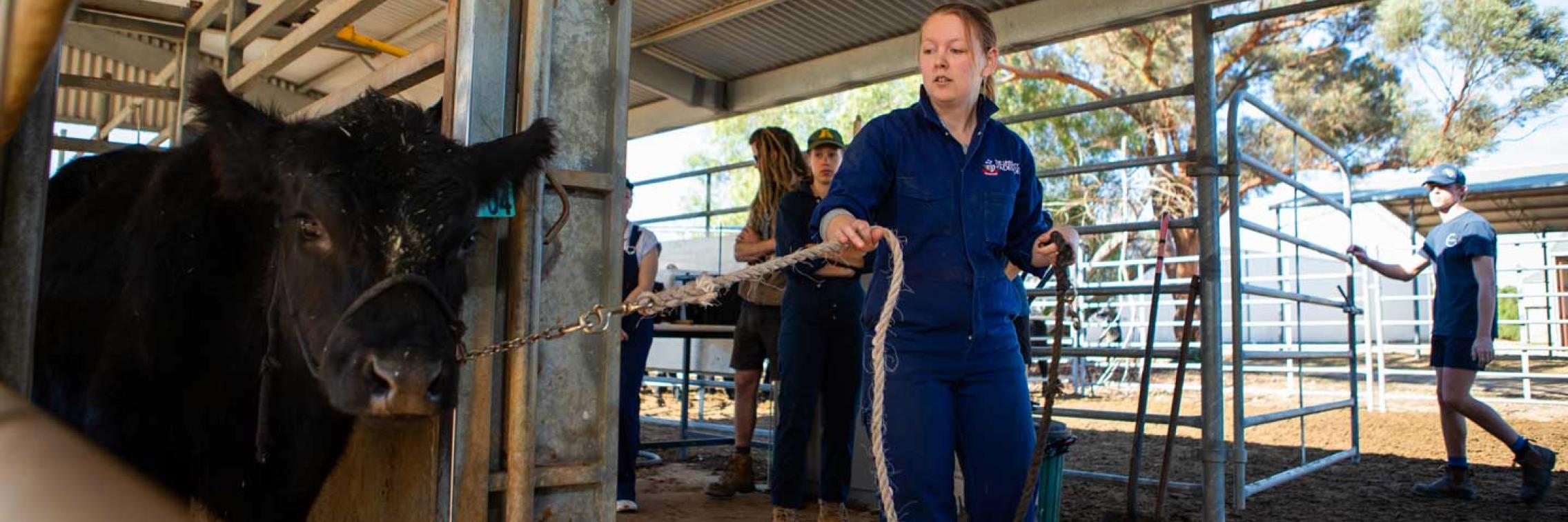 Students animal handling, Roseworthy campus