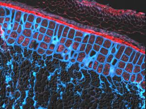 A cross section of mature barley grain. The aleurone cells are the cube-shapes cells and are located between the outer husk (red) and inner starchy endosperm.