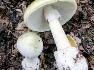 Death cap mushroom | Image courtesy Archenzo under Creative Commons