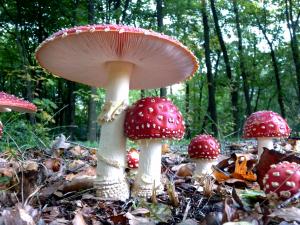 Fly agaric mushroom | Image courtesy Henk Monster under Creative Commons