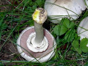 Yellow stainer mushroom | Image courtesy Fornax under Creative Commons