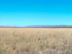 Chrysopogon fallax dominated low tussock grassland with Dichanthium fecundum and Panicum decompositum, at Parry Lagoons Nature Reserve, Western Australia.