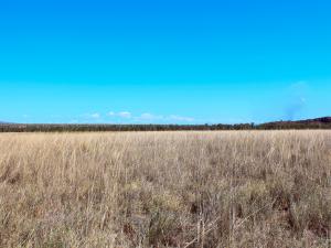 Chrysopogon fallax dominated low tussock grassland with Dichanthium fecundum and Panicum decompositum, at Parry Lagoons Nature Reserve, Western Australia.