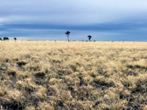 Astrebla lappacea low tussock grassland with Astrebla elymoides, Aristida latifolia and Cenchrus ciliaris, on Daintree Station, Queensland.