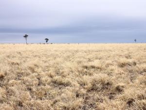 Astrebla lappacea low tussock grassland with Astrebla elymoides, Aristida latifolia and Cenchrus ciliaris, on Daintree Station, Queensland.