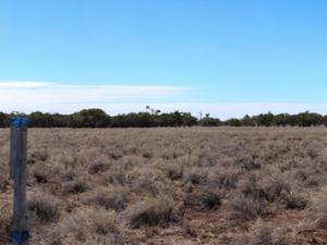 Astrebla lappacea and Astrebla squarrosa low open tussock grassland, on Cathedral Hills Station, Queensland.