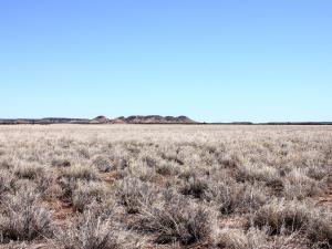 Astrebla lappacea and Astrebla squarrosa low open tussock grassland, on Cathedral Hills Station, Queensland.