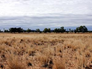 Astrebla and Aristida dominated low open tussock grassland with scattered Tripogon loliiformis, on Mackunda Downs Station, Queensland.