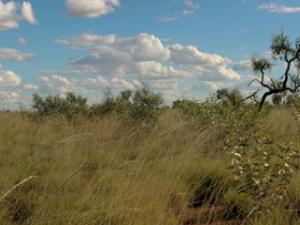 Triodia pungens dominated hummock grassland with scattered Acacia and Eucalyptus, on Mittiebah Station, Northern Territory.