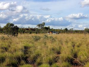 Triodia pungens dominated hummock grassland with scattered Acacia and Eucalyptus, on Mittiebah Station, Northern Territory.