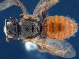 Native bee -  Albipilosus (Colletellus)