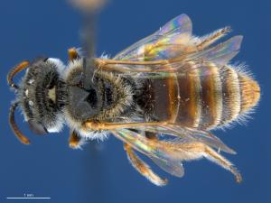 Native bee - Laciniosus (Colletellus)