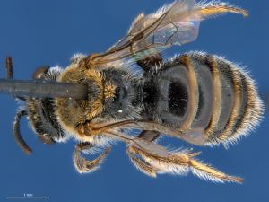 Native bee - Pilotapilus (Colletellus)