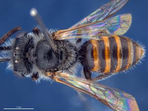 Native bee - Rubricinctus (Colletellus)