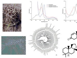 Stephen Bell Biocatalyst 1
