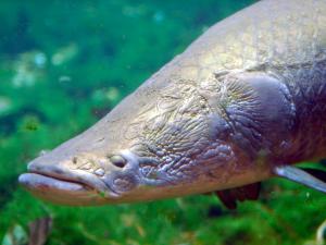 Arapaima fish - Jeff Kubina (CC BY-SA 2.0)