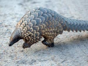 Pangolin - by Adam Tusk (CC BY 2.0)