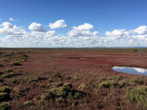 Torrens Island saltmarsh. Photo - Alice Jones