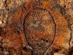 Fossil seeds, leaves and insects help palaeontologists reconstruct the megafauna’s environment. Scale bar equals 1 mm. Paul Tierney, Queensland Museum.