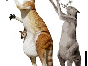 The giant kangaroo of South Walker Creek may be the largest kangaroo ever found. Pictured here next to the previous titleholder, Procoptodon goliah. Scale bar equals 1 m. V. Konstantinov, A. Atuchin, R. Allen, S. Hocknull. Queensland Museum.