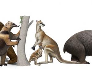Mega-mammals from Pleistocene tropical Australia. V. Konstantinov, A. Atuchin, S. Hocknull. Queensland Museum.