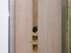Bees nesting in an artificial stalk / Remko Leijs
