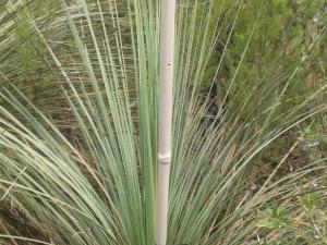 An artificial stalk nesting site installed in a Xanthorrea / Remko Leijs