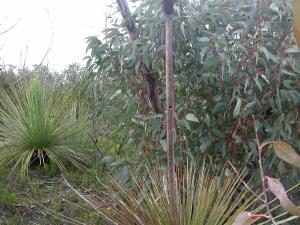 Green carpenter bees sometimes nest in the dried flowering stalks of grass trees, also known as Xanthorrhoea / Remko Leijs