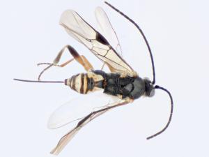 Choeras ramcomamorata. Photo supplied by Dr Erinn Fagan-Jeffries.