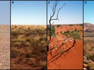 Land systems of the Western Desert include (A) stony plains, (B) sand plains, (C) sandridge desert and (D) montane desert uplands. These coarse-scale geographical units feature prominently in past ecological and archaeological models of precontact Aboriginal land use. Recent satellite modelling depicts the highly varied suitability of foraging habitats within these arid land systems. Photos: W. Boone Law.