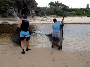 Catching fish in mangroves