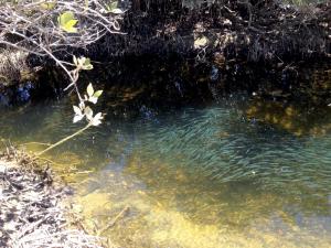 Mangrove fishes