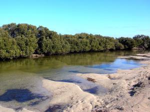 mangroves