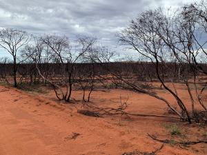Surroundings were burnt as far as the eye could see after the Eyre Peninsula bushfires of summer 2019/20 - this image was taken nine months after the fires. Image: Alana McClelland.