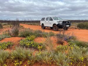 After a year of good rains and thankfully, a fire free summer, the Eyre Peninsula bushfire affected areas were bouncing back in September 2021. Image: Alana McClelland.